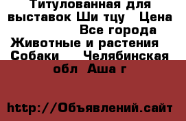 Титулованная для выставок Ши-тцу › Цена ­ 100 000 - Все города Животные и растения » Собаки   . Челябинская обл.,Аша г.